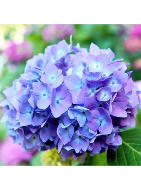 Блауэр Цверг (Blauer Zwerg)